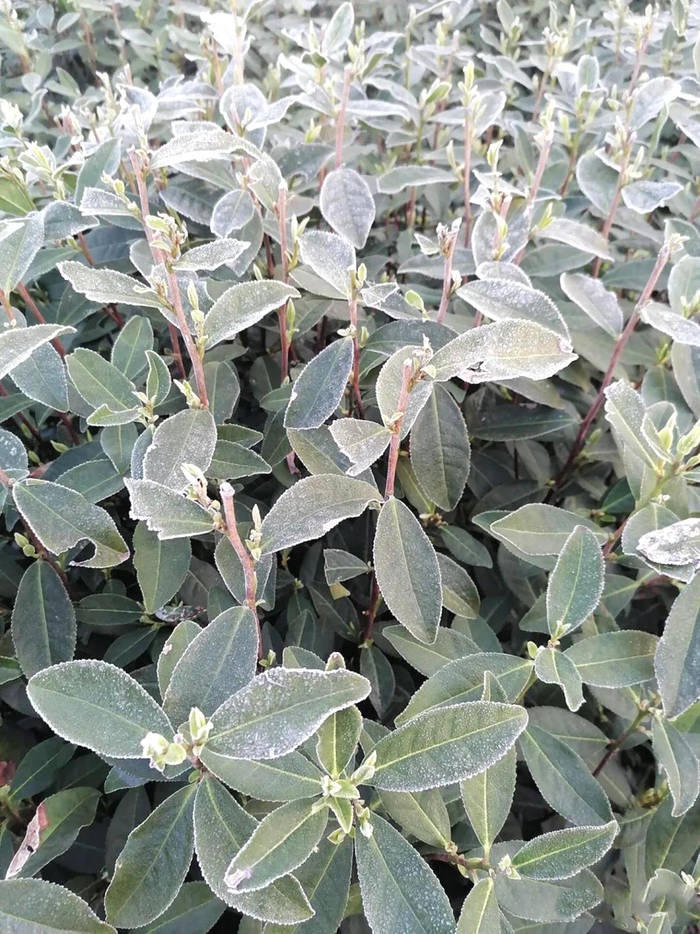 关于茶叶专家赴嵊州调查霜冻对茶叶生产影响情况的热门资讯(1)