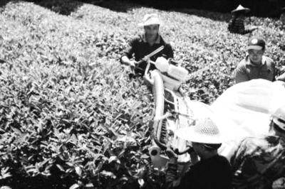 关于4000年中国茶叶败给立顿？其实我们都被骗了的最新信息(7)