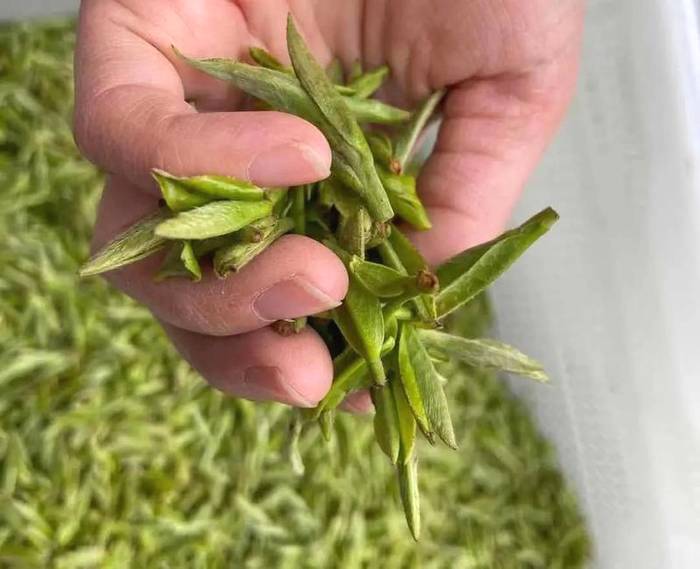 有关于2021年福鼎白茶最新价格行情快讯（2021年3月15日）的资讯(3)