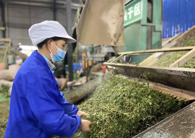 关于1650吨!2000万元!印江22.21万亩茶园迎来丰收的新闻(4)