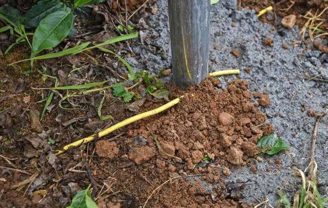 有关于双峰村茶园防晒装备大升级!今年夏天让茶农们都能睡个好觉的最新信息(1)