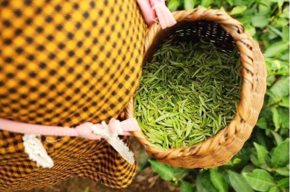 关于宣恩长潭河侗族乡：茶农们正忙着采摘新春第一批春茶嫩芽的消息(2)