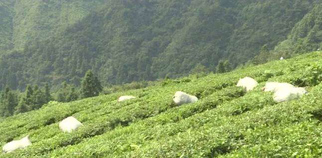 关于雷山县望丰乡三角田村，依托生态好茶 谋划乡村旅游的最新信息(1)