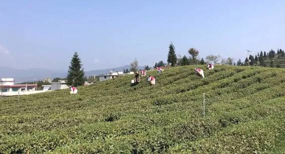 有关于茶园剪影 又是一年采茶季 春色满园盼君来的最新资讯(24)