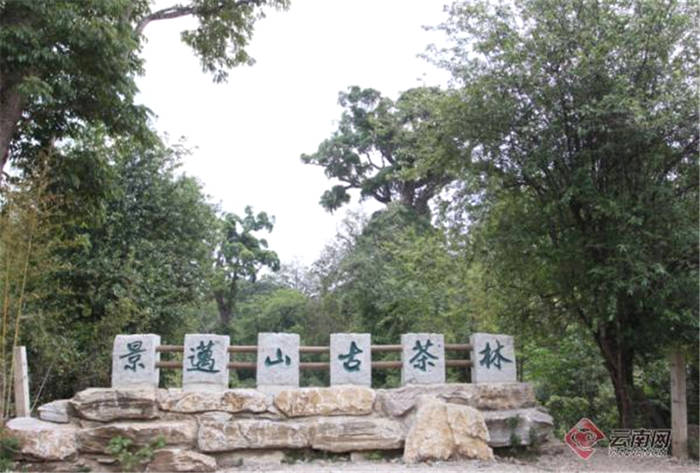 有关于云南景迈山古茶林文化景观被国务院批准为中国2022年正式申遗项目的热门新闻(2)