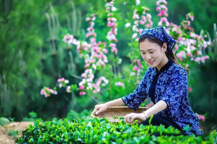 有关于江北绿茶第一镇：“茶二代”们念起“新茶经”的热门信息