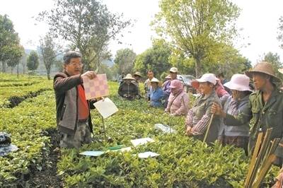 有关于普洱江城：黄草坝有机茶园已经扩大到560亩的热门消息