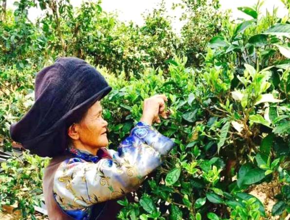 关于临沧永德列列箐：茶叶提高了村民的生活水平的最新信息