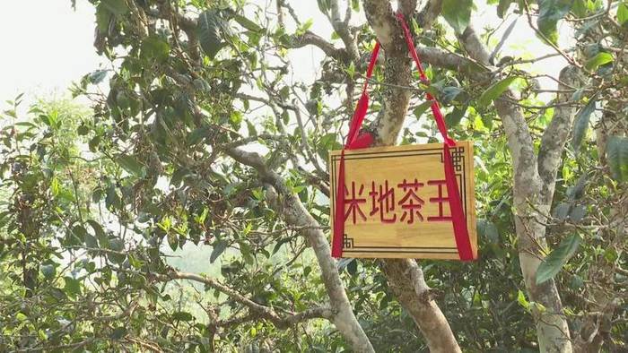 有关于墨江米地古树茶开采 拍卖所得28万元全部捐赠的最新信息(11)