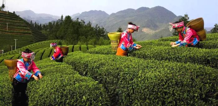 关于湖北深山有好茶 “脱贫茶”成为“振兴叶”的资讯(7)