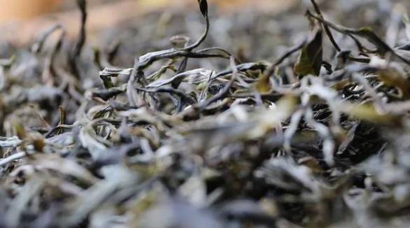 有关于云南各地春茶开采 一片茶叶成就一个绿色产业的最新信息(10)