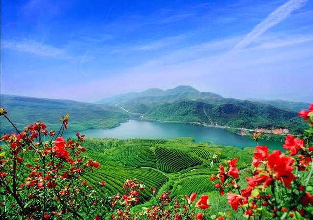 关于《贵州省茶产业发展条例》明年2月起施行 7大要点梳理新规的最新信息(1)