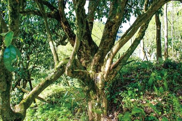 有关于一片树叶带动一个产业 南川大树茶让茶农腰包鼓了的热门资讯(1)