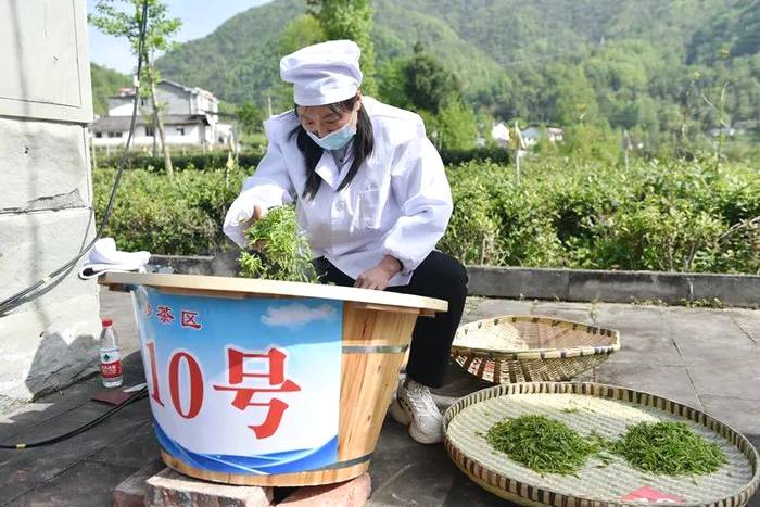 有关于广元市首届茶产业职业技能竞赛采茶与制茶比赛成功举办的新闻(3)