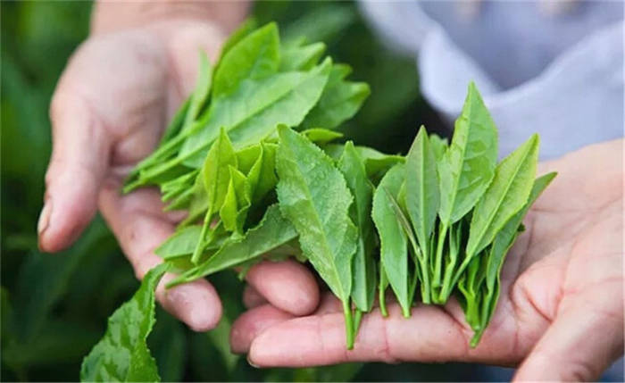 关于贵州思南：念好茶产致富经 铺就乡村富民路的最新消息