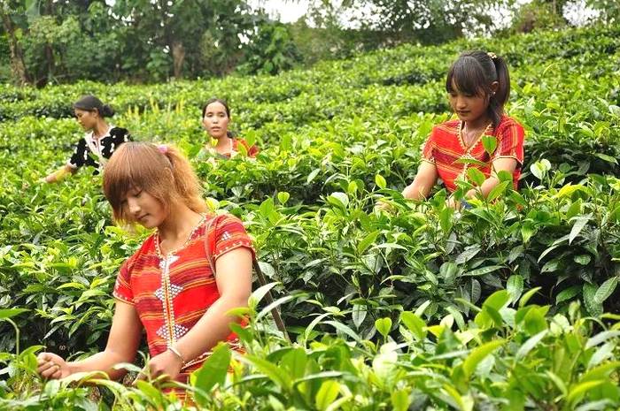 关于春茶抢“鲜”一步，普洱各地“明前茶”开采的热门信息(16)