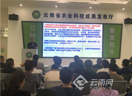 有关于云南省农科院茶叶科技花开云岭 科技支撑引领云茶产业高质量发展的最新资讯