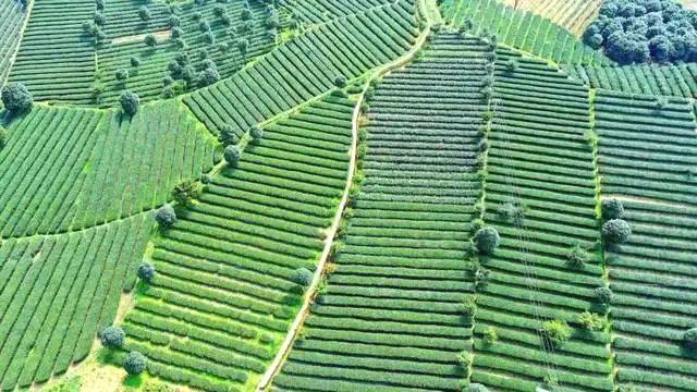 有关于湄潭全国第一！遵义四地入列中国茶业百强县！的热门资讯(2)