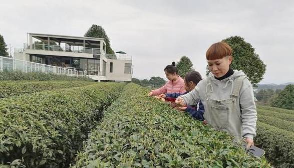 关于金井茶业春茶提前20天采 茶园预增产10%以上的热门新闻(1)