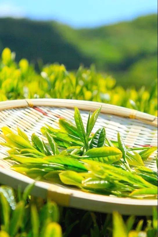 有关于恩施春茶价格攀高，鲜叶每斤卖到100元！的新闻