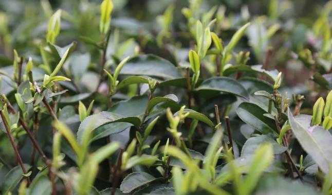 有关于兴隆乡大田村：阳春三月好风光 群众山上采茶忙的最新消息(5)