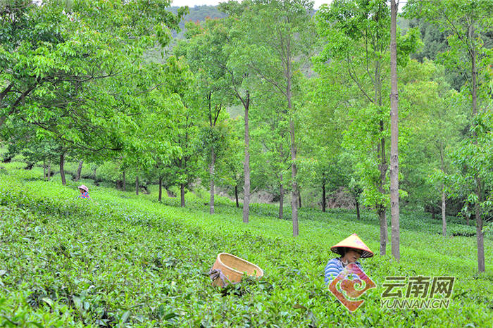 关于云南昌宁:一组数字,解开茶业腾飞“密码本”的信息(7)