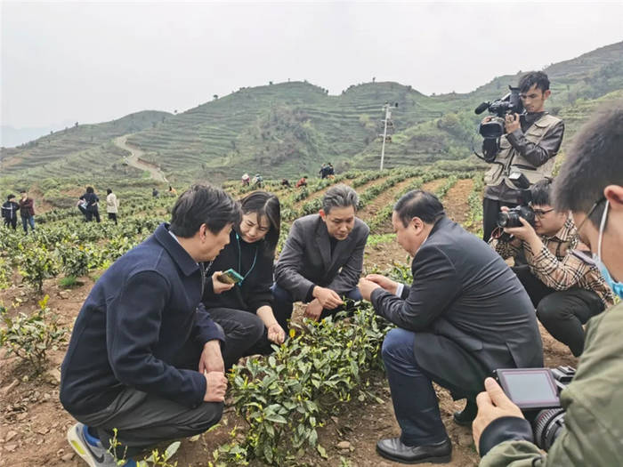 有关于“携茶白叶一号”联销首发助力“三省五县”乡村振兴的热门消息(26)
