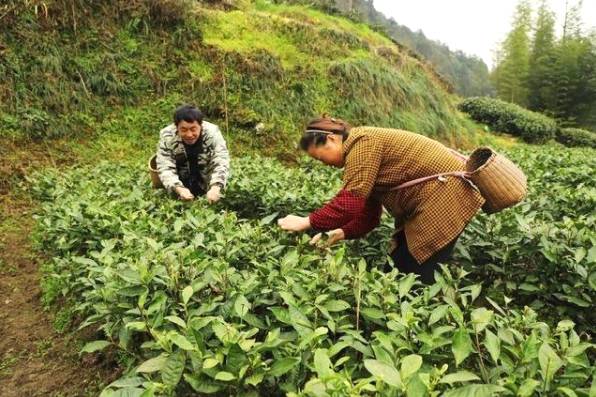 关于宣恩长潭河侗族乡：茶农们正忙着采摘新春第一批春茶嫩芽的消息(1)