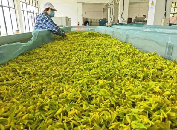 关于雅安｜荥茶万亩茶山飘香  助力乡村振兴的最新信息(2)