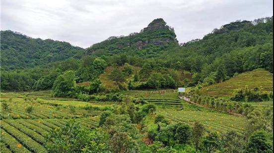 关于文旅+茶旅 福建武夷山写出“乡村振兴”好文章的最新消息