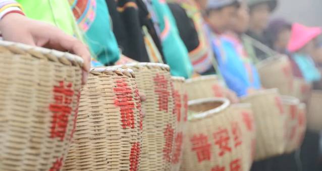 关于普安县“白叶一号” 感恩茶园开园采摘啦！的信息(1)