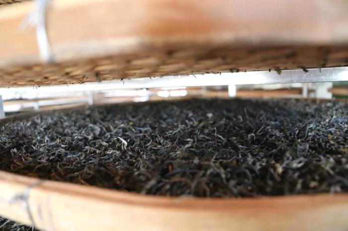 关于2021普洱五棵桩古茶园举行祭茶祖暨春茶开采仪式的信息(20)