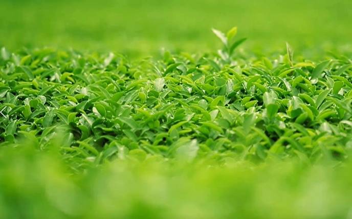 关于河南省光山县全国有机农产品（茶）基地：茶园到茶杯，皆为这一品的热门新闻(5)