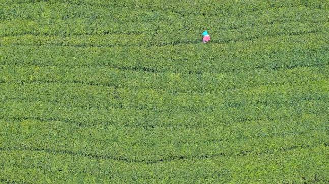 关于福鼎佳阳畲族乡 茶产业是当地乡村振兴的支柱产业的新闻(2)