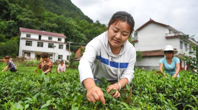 有关于陕南茶业：绿染秦巴山川 成就“金山银山”的信息(5)