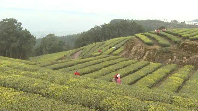 关于雨水滋润新芽，重庆永川10万亩春茶开采的热门信息