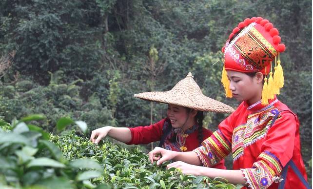 有关于领跑“早春茶”市场!昭平县举办开采仪式，迎春而来的热门资讯(3)