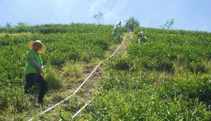 关于因地制宜开展科技建设，福建省科特派助力建瓯茶产业发展的最新信息