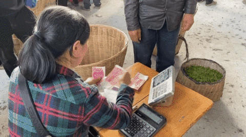 关于百丈镇解放村鲜叶市场你来我往，春茶交易忙不停的热门信息