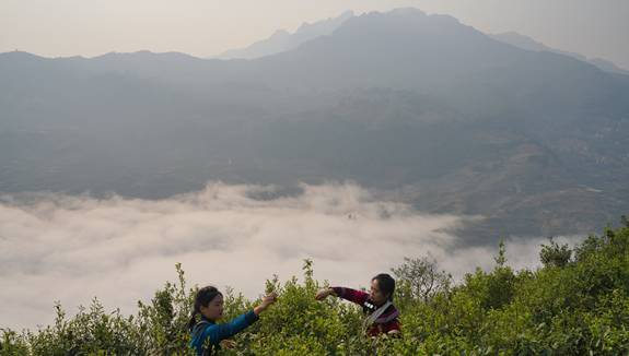 关于云南元阳：加快推进茶叶转型升级 茶叶飘香获丰收的热门消息(1)