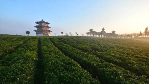 有关于茶园剪影 又是一年采茶季 春色满园盼君来的最新资讯(22)