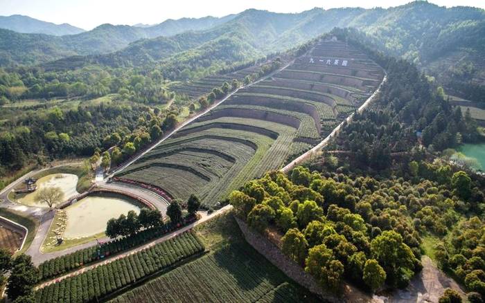 有关于发展绿色茶园,建设美丽茶乡,助推乡村振兴的信息