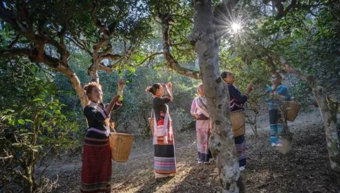 关于申遗中的景迈山古茶林文化景观靓照上新了！的资讯(9)