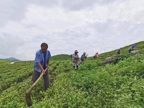 关于从“老茶凋零”到“新茶勃发”：看思南县训家坝如何实现茶产业的嬗变的消息(2)