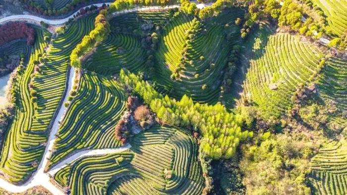 有关于武义武阳春雨茶被评为“中国气候生态优品”的消息