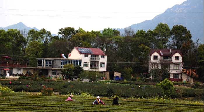 有关于冶溪镇琥珀村进入首届安徽美丽茶村入围名单的最新资讯(3)