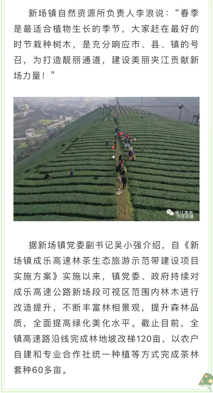关于夹江​新场镇：植树植出新希望 采茶助力农民增收的资讯(2)