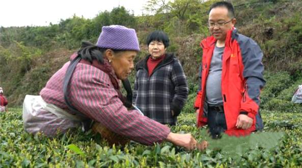 关于春茶采摘黄金季 张家界万宝山茶叶基地采茶忙的新闻(2)