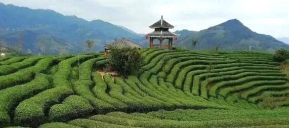 关于梧州市以创新举措促进六堡茶产业做大做强做优的资讯(1)