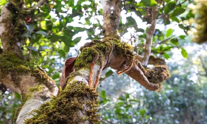 关于申遗中的景迈山古茶林文化景观靓照上新了！的资讯(5)